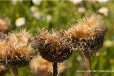 Flockenblume 'Pulchra Major' 1,3 Liter Topf