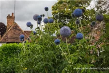 Banater Kugeldistel 'Blue Globe' 1 Liter Topf