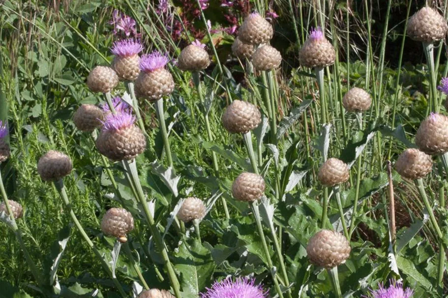 Flockenblume 'Pulchra Major' 1,3 Liter Topf