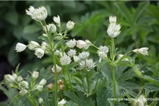 Große Sterndolde 'Alba' 1 Liter Topf