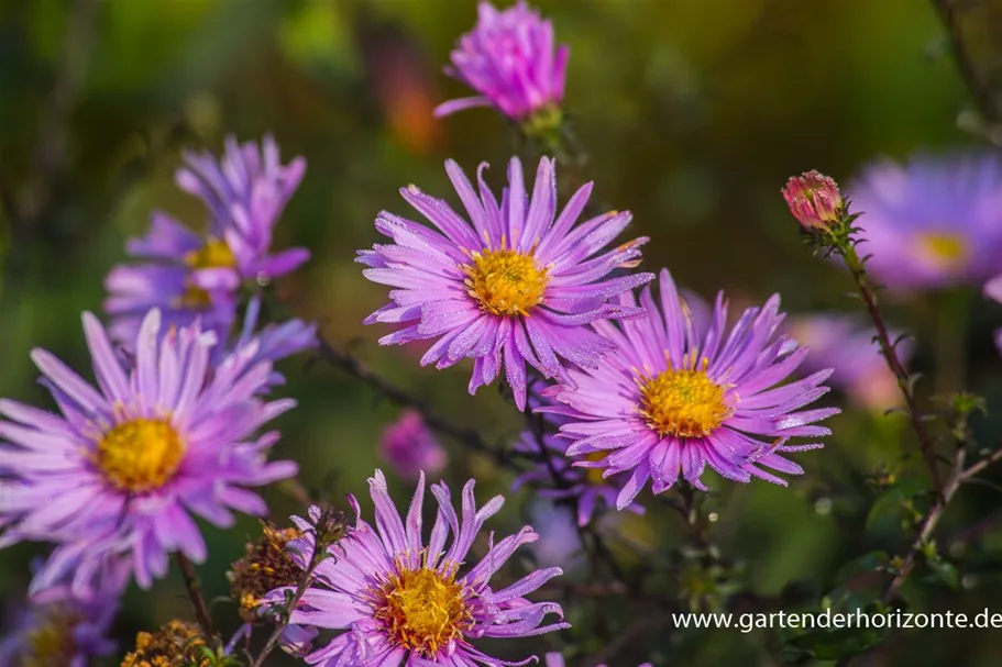 Glatte Aster 'Glow in the Dark' 1 Liter Topf