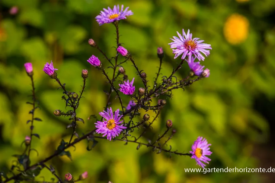 Glatte Aster 'Glow in the Dark' 1 Liter Topf