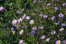 Glatte Aster 'Star of Chester' 1 Liter Topf