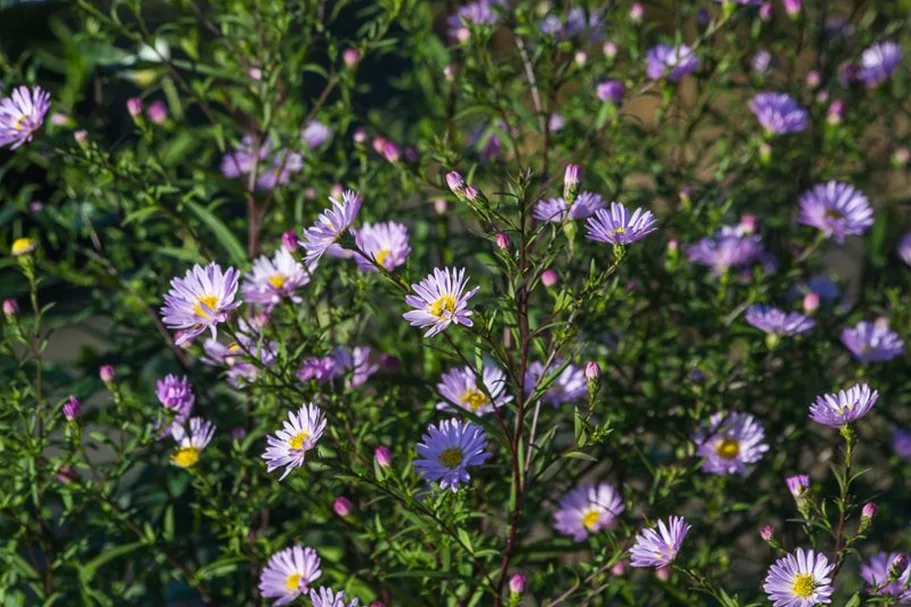 Glatte Aster 'Star of Chester' 1 Liter Topf