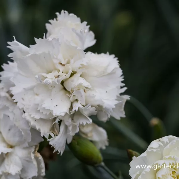 Feder-Nelke 'Haytor White'