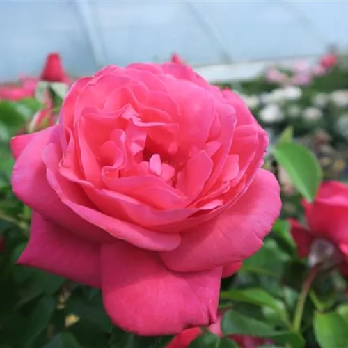 Edelrose 'Cherry Lady'®