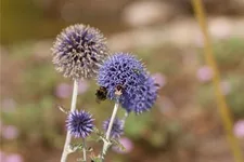 Kugeldistel 9 x 9 cm Topf 0,5 Liter