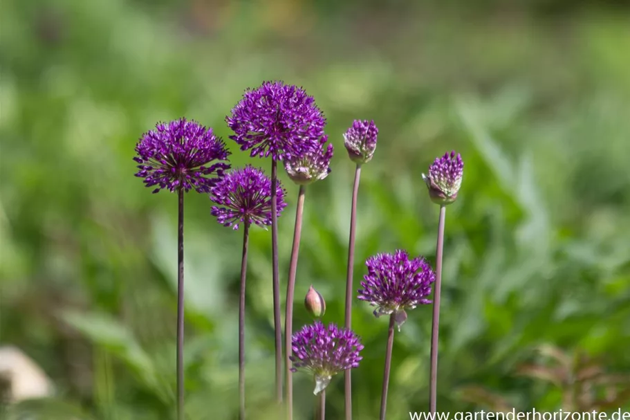 Kugel-Lauch 'Purple Sensation' 2 Liter Topf