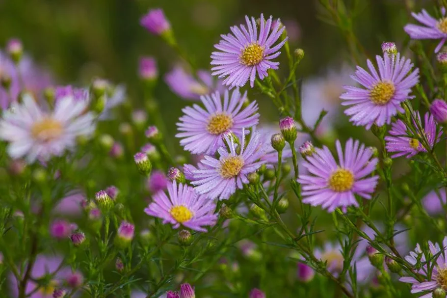 Myrten-Aster 'Esther' 9 x 9 cm Topf 0,5 Liter