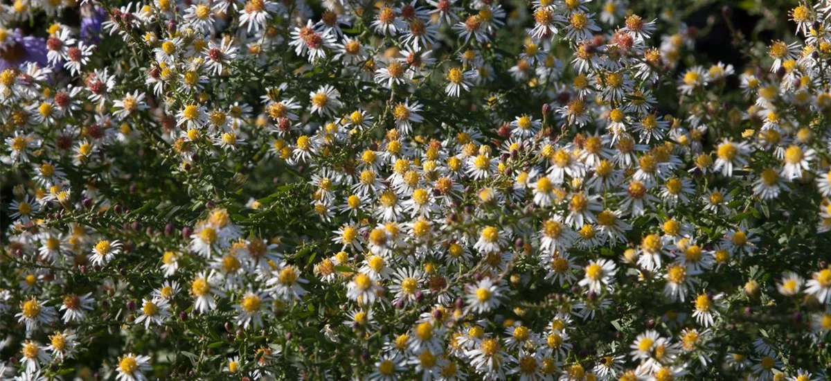 Myrten-Aster 'Golden Spray' 9 x 9 cm Topf 0,5 Liter