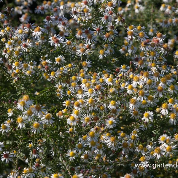 Myrten-Aster 'Golden Spray'