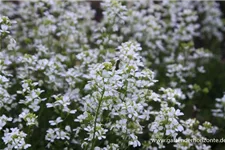 Schaumkresse 'Neuschnee' 9 x 9 cm Topf 0,5 Liter