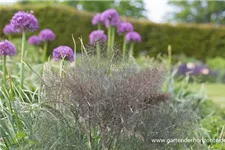 Zierlauch 'Globemaster' 2 Liter Topf