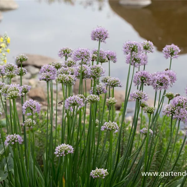 Zierlauch 'Summer Beauty'