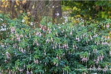 Fuchsie 'Whiteknights Pearl' 0,5 Liter Topf