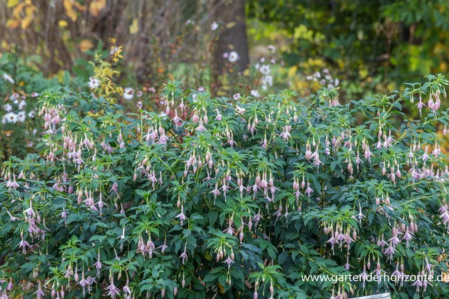 Fuchsie 'Whiteknights Pearl' 0,5 Liter Topf