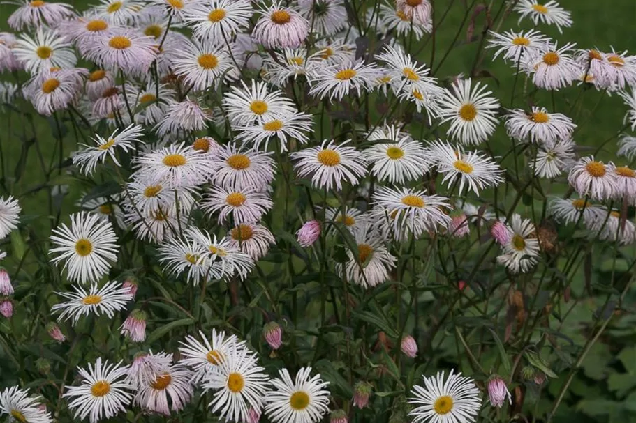 Feinstrahl-Aster 'Sommerneuschnee' 9 x 9 cm Topf 0,5 Liter