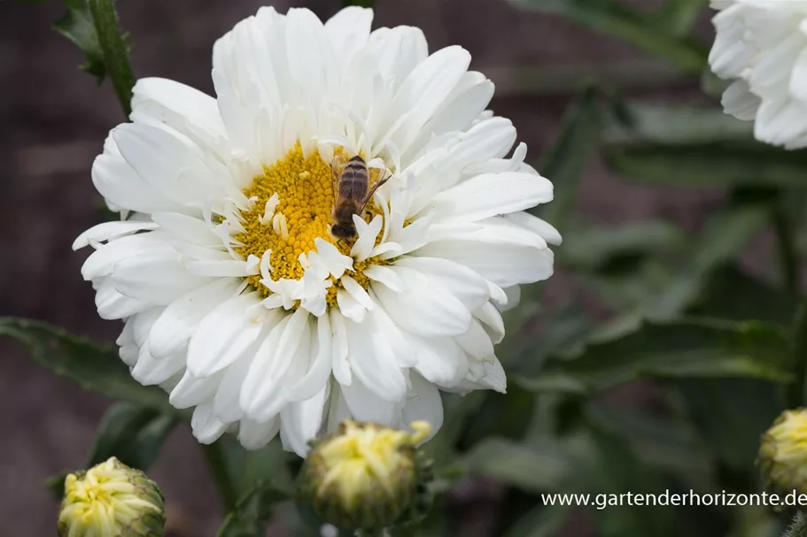 Großblumige Sommer-Margerite 'Victorian Secret' 1 Liter Topf