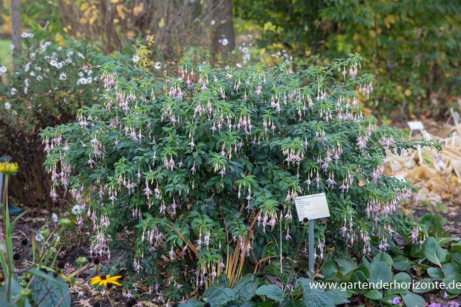 Fuchsie 'Whiteknights Pearl' 0,5 Liter Topf