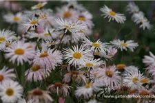 Feinstrahl-Aster 'Sommerneuschnee' 9 x 9 cm Topf 0,5 Liter