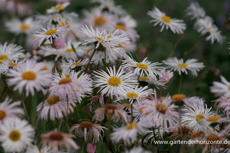 Feinstrahl-Aster 'Sommerneuschnee' 9 x 9 cm Topf 0,5 Liter