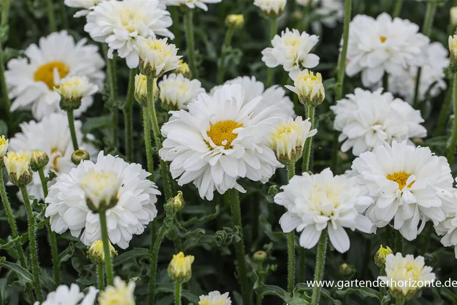 Großblumige Sommer-Margerite 'Victorian Secret' 1 Liter Topf