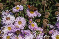 Glattblatt-Aster 'Fellowship' 1 Liter Topf