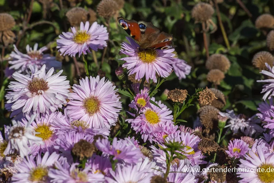 Glattblatt-Aster 'Fellowship' 1 Liter Topf