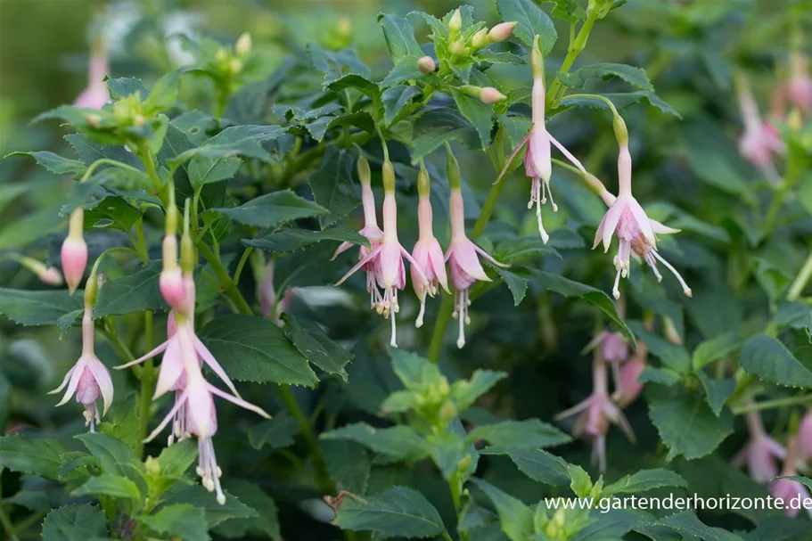 Fuchsie 'Whiteknights Pearl' 0,5 Liter Topf