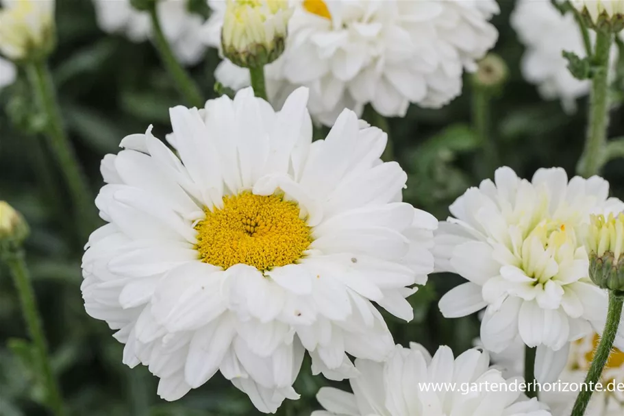 Großblumige Sommer-Margerite 'Victorian Secret' 1 Liter Topf