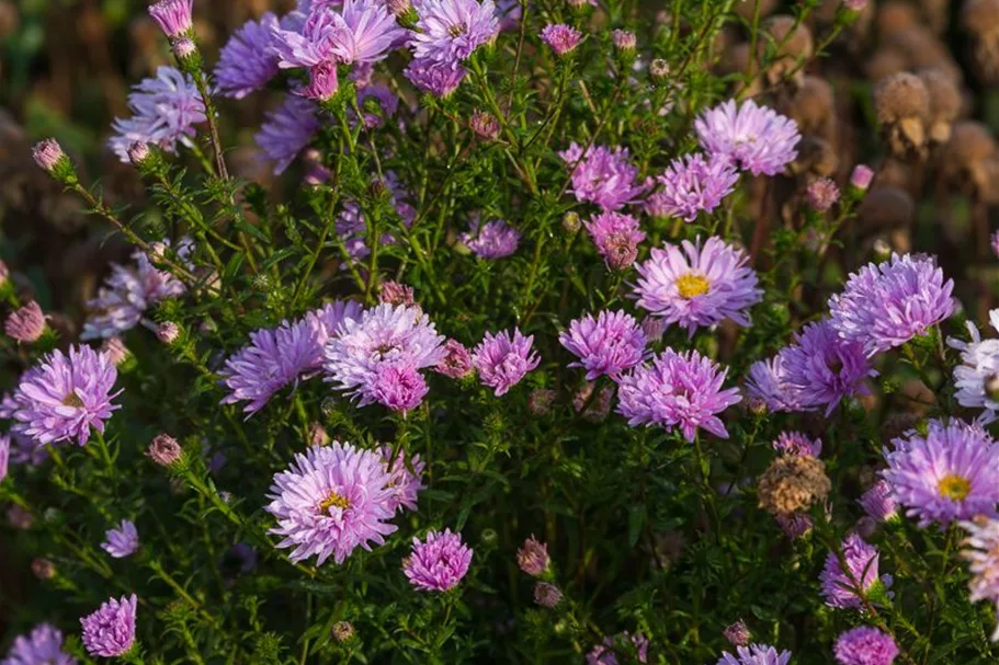 Glattblatt-Aster 'Fellowship' 1 Liter Topf