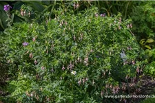 Fuchsie 'Whiteknights Pearl' 0,5 Liter Topf