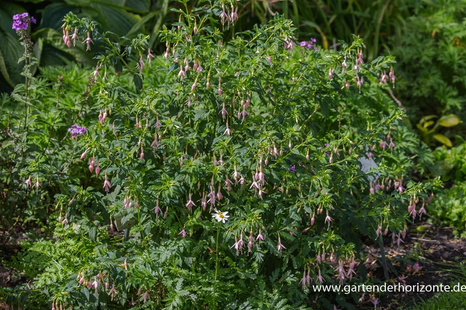 Fuchsie 'Whiteknights Pearl' 0,5 Liter Topf