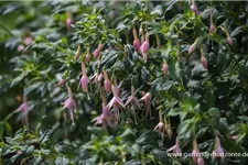 Fuchsie 'Whiteknights Pearl' 0,5 Liter Topf