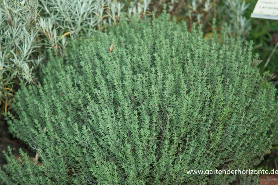 Gedrungener Garten-Thymian 'Compactus' 9 x 9 cm Topf 0,5 Liter