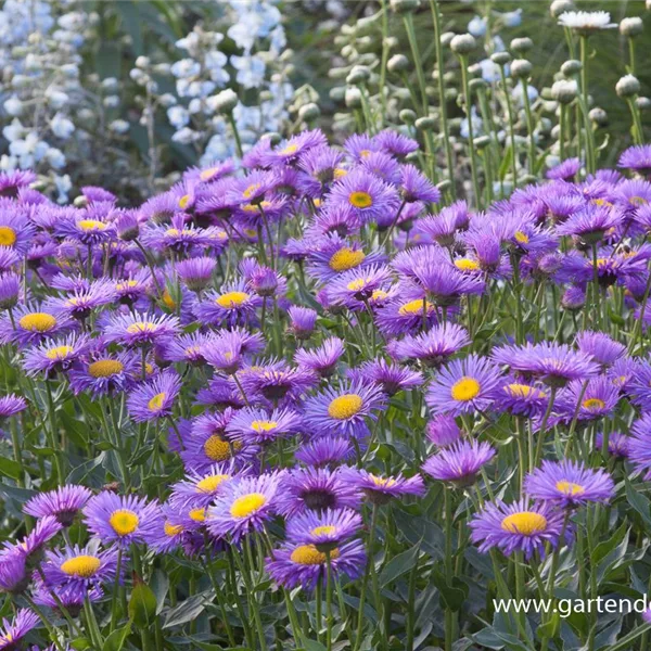 Feinstrahl-Aster 'Strahlenmeer'