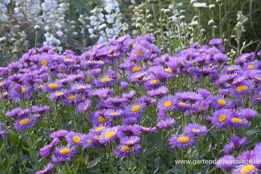 Feinstrahl-Aster 'Strahlenmeer' 9 x 9 cm Topf 0,5 Liter