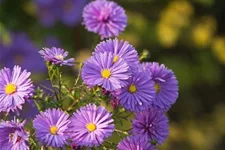 Glattblatt-Aster 'Fuldatal' 1 Liter Topf