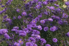 Glattblatt-Aster 'Fuldatal' 1 Liter Topf