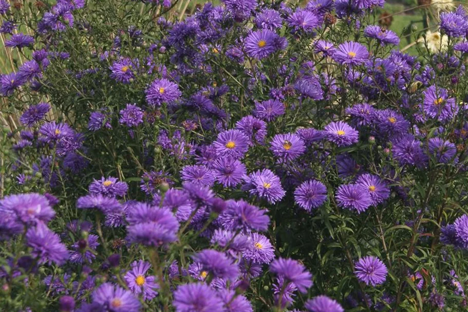 Glattblatt-Aster 'Fuldatal' 1 Liter Topf