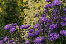 Glattblatt-Aster 'Fuldatal' 1 Liter Topf