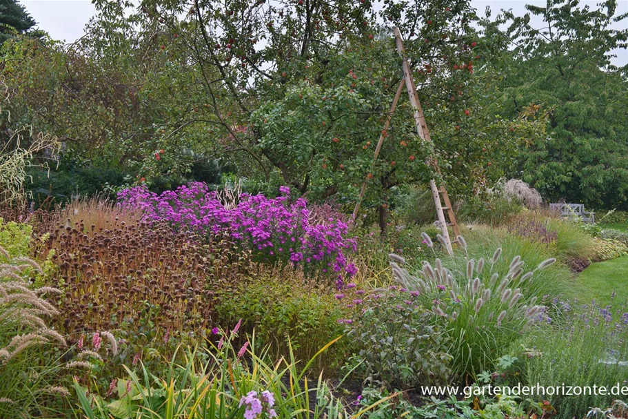 Glattblatt-Aster 'Karminkuppel' 1 Liter Topf