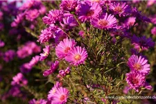 Glattblatt-Aster 'Karminkuppel' 1 Liter Topf