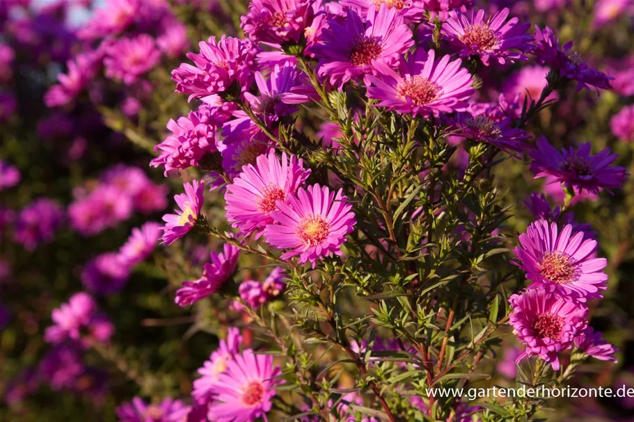 Glattblatt-Aster 'Karminkuppel' 1 Liter Topf