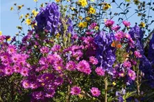 Glattblatt-Aster 'Karminkuppel' 1 Liter Topf