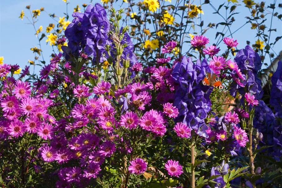 Glattblatt-Aster 'Karminkuppel' 1 Liter Topf