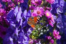 Glattblatt-Aster 'Karminkuppel' 1 Liter Topf