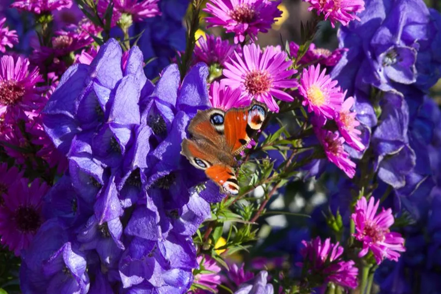 Glattblatt-Aster 'Karminkuppel' 1 Liter Topf