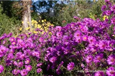 Glattblatt-Aster 'Karminkuppel' 1 Liter Topf