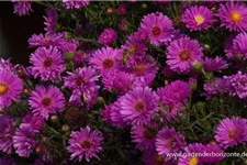 Glattblatt-Aster 'Karminkuppel' 1 Liter Topf